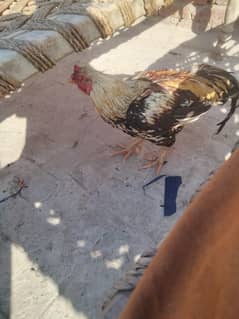 Aseel murghay murghiya