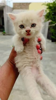 Persian cats pair with baby 17000