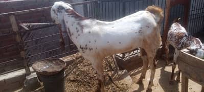 qurbani 2025 Healty bakry03069730167