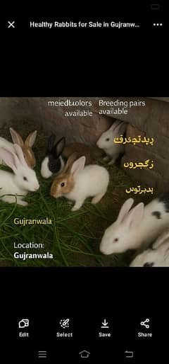 rabbits for breeding and meat