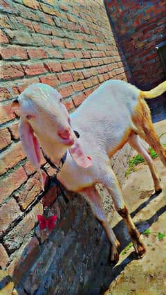 2 dant nhi h abhi shoqeen k liye between h