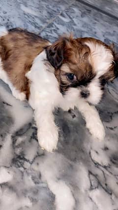 Shihtzu puppy | Puppies | Dog | Shihtzu Male Female | Pup