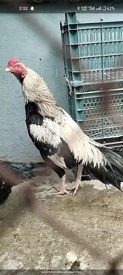 for sell