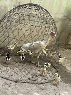 White o shamo chicks