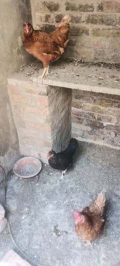 . . . . . .