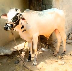 Bull for qurbani contact fast for buy