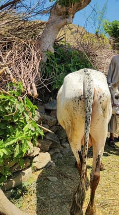 Bull /bachra /wacha /qurbani janwar /cow/desi
