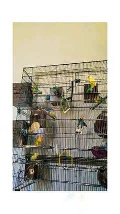 Full HEALTHY AND ACTIVE BREADER PAIR CONFIRM per pair 3000 sale sale