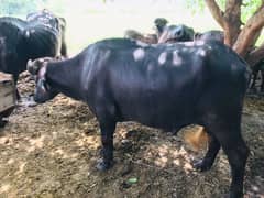 Qurbani ka Janwar| bull| cow| Qurbani| bachra| katta