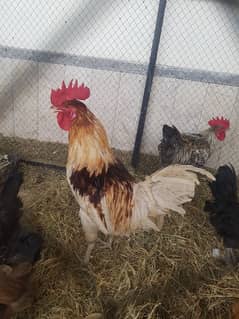 golden misri ideal for breeding
