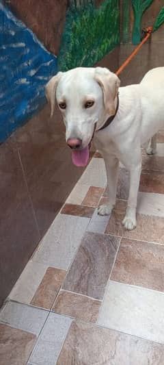Labrador