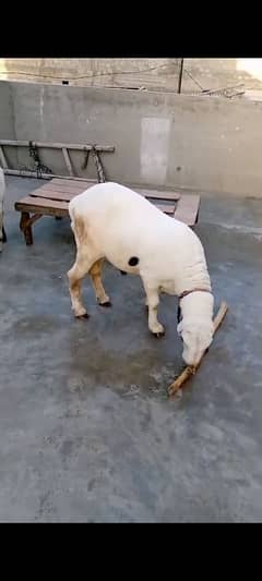 Kajla
