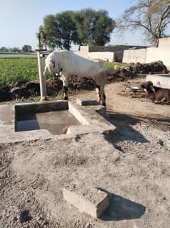 Bakra