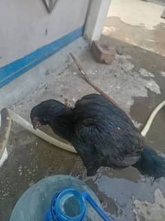 Thai Aseel sale karni hai urgent