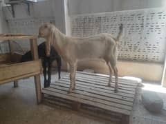 Bakra for sale