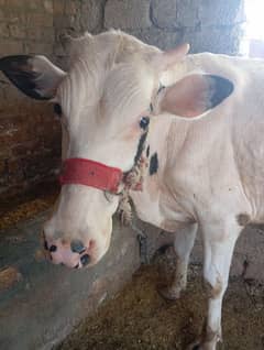 2 dant Bachra 2025 qurbani