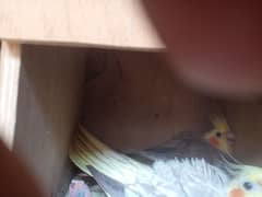 Breader pairs and Adult pairs ready to bread  and chicks