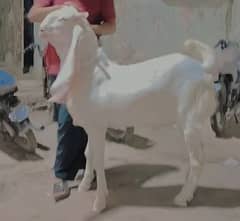 BAKRA SALE