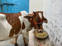 qurbani cow