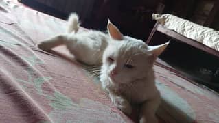 Catoo