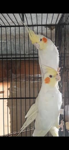 Breeder Pair with 1 chick