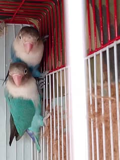 Love bird pair