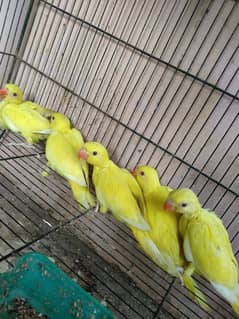 YELLOW RINGNECK CHIKS/03152258124