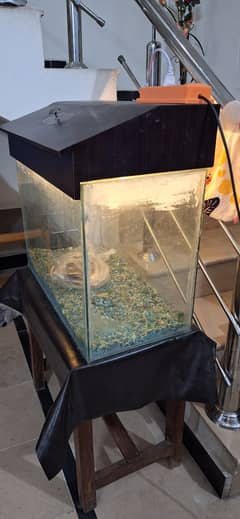 Fish aquarium
