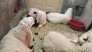 qurbani