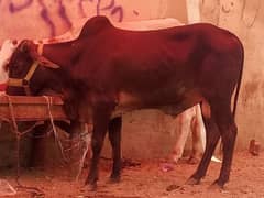 Bachra