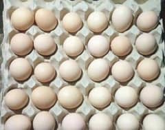 Desi eggs