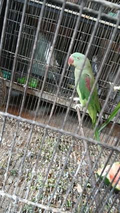 raw parrot 03007911867