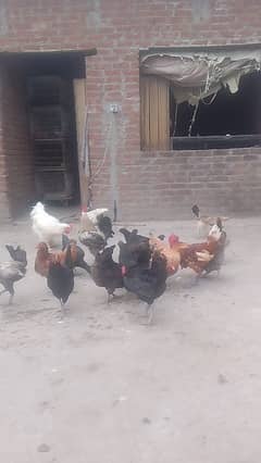 Golden misri/Desi/ aseel/ ayam simani/ golden buff/