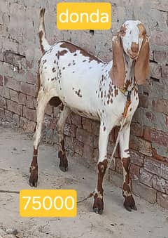 Bakra for sale