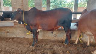 Qurbani animals bachras for sale 03021587676