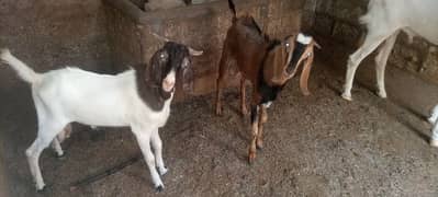 Ando Bakra jori for sale