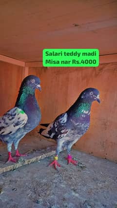 Saleti | Teddy Pigeons | Kabootar | Fancy | کبوتر