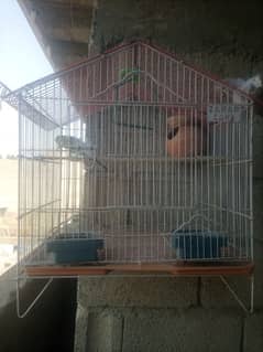 Australian parrot