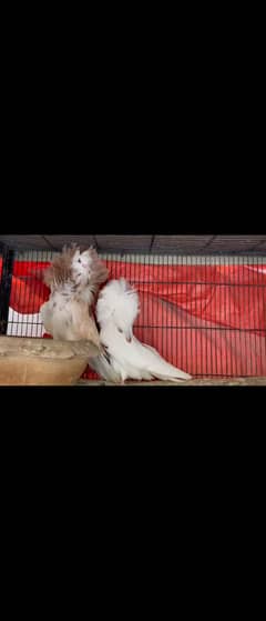 Jecobin pigeon for sale only single