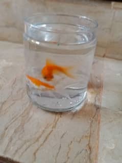 koi