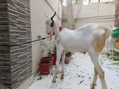 Bakra