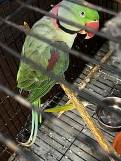 Talking Raw parrots