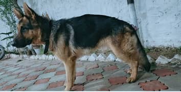 German shepherd