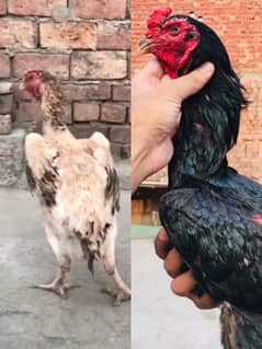 Shamo breeder pair for sale 03204048942