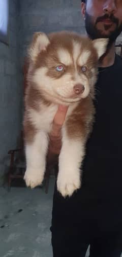 Siberian husky puppies for sale