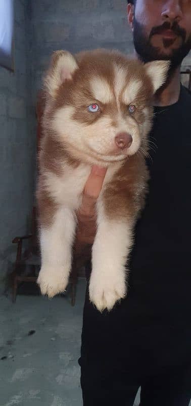 Siberian husky puppies for sale 0