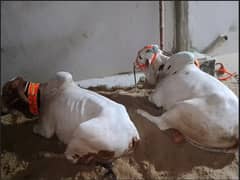 Raheem yar khani bachray | Bull For Qurbani | Cow | buffalo | Bachray