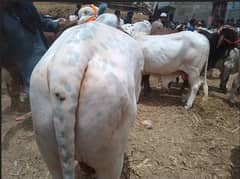 Raheem yar khani bachray | Bull For Qurbani | Cow | buffalo | Bachray