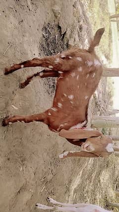 "Sehatmand Beetal Bakra Farokht ke liye – Puri Pakistan Delivery"