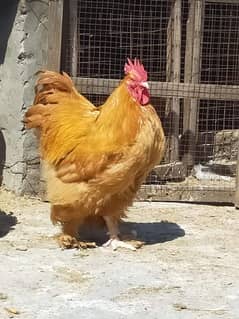 Golden heavy male